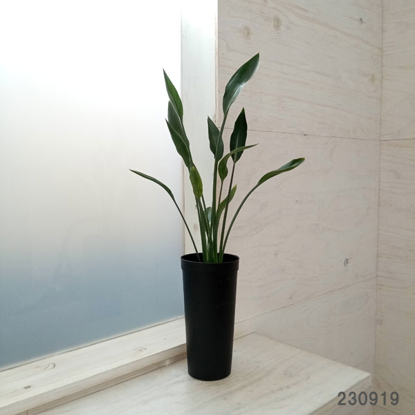 園芸ネット本店｜ストレリチア：ユンケア（ノンリーフ)10.5cmロング