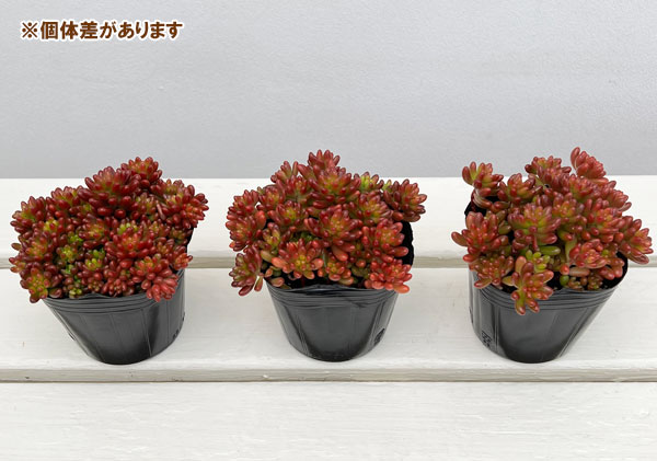 園芸ネット本店｜セダム：虹の玉3号ポット の通販【公式】