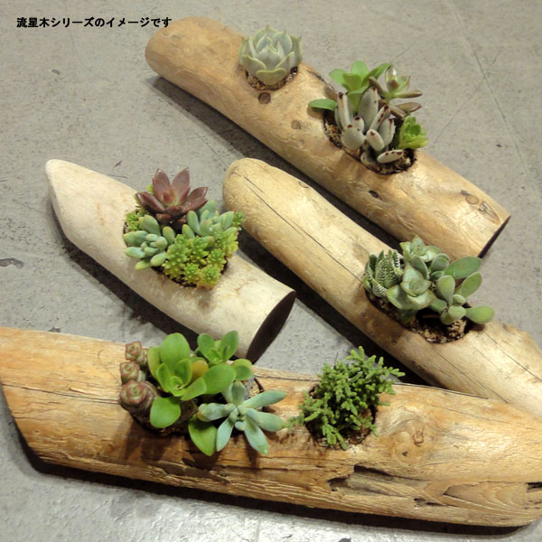 園芸ネット本店｜流星木Lサイズ（多肉植物5種寄せ植えの流木フラワー