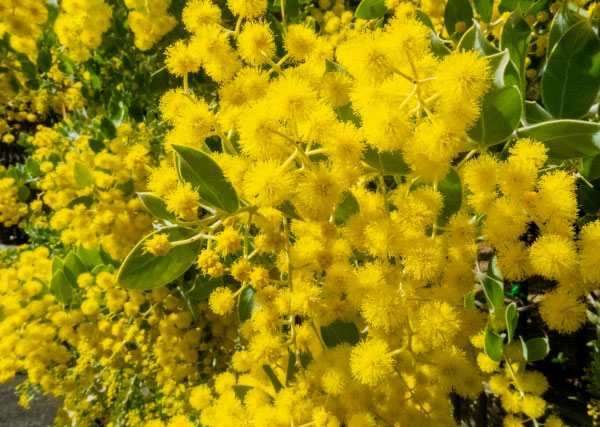 園芸ネット本店｜アカシア：パールアカシア 6号鉢植え の通販【公式】
