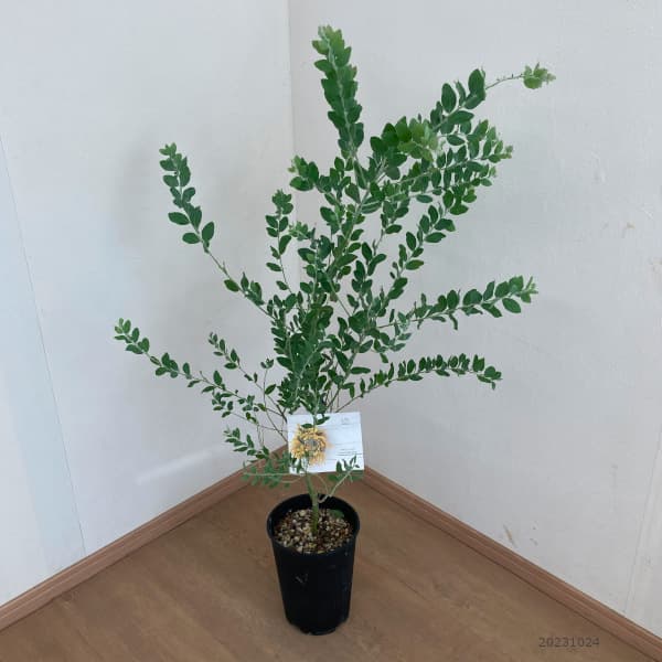 園芸ネット本店｜アカシア：パールアカシア 6号鉢植え の通販【公式】