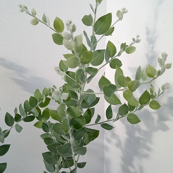 園芸ネット本店｜アカシア：パールアカシア6号鉢植え の通販【公式】