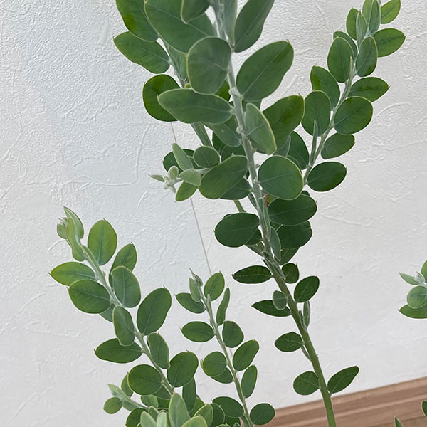 園芸ネット本店｜アカシア：パールアカシア 6号鉢植え の通販【公式】