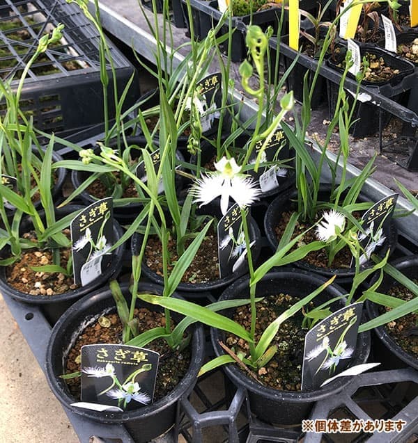 園芸ネット本店｜サギソウ（鷺草）：原種（青葉）3球入り4号鉢植え の