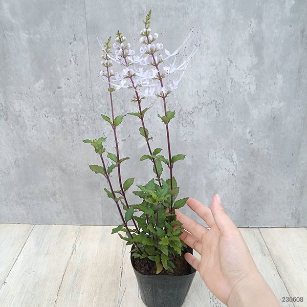 園芸ネット本店｜ネコノヒゲ（キャッツウィッカー）：桃花（ピンク