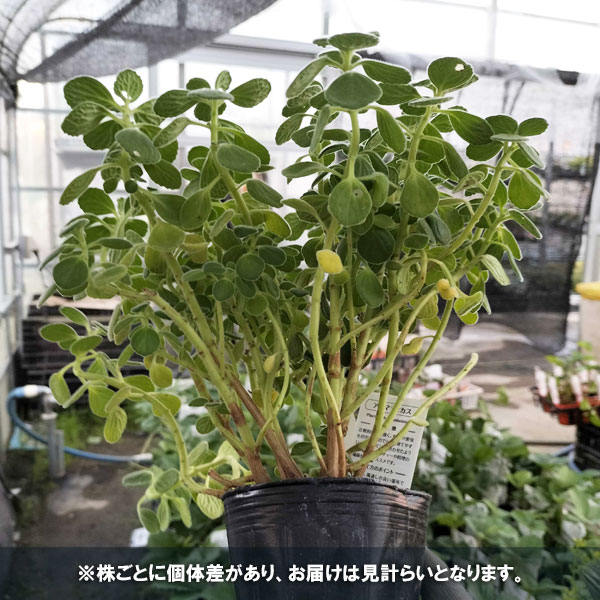 園芸ネット本店｜アロマティカス3号ポット の通販【公式】