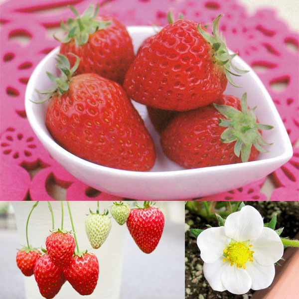 園芸ネット本店｜いちご栽培セット（プランタースタンド）：四季なり