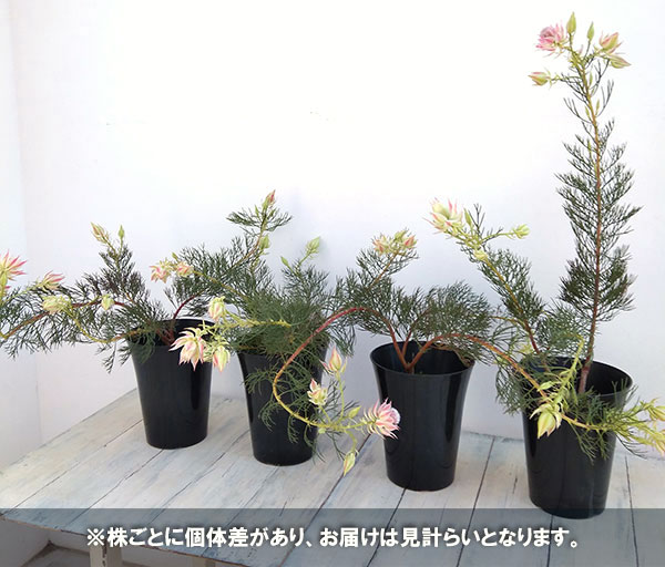 園芸ネット本店｜セルリア：ブラッシングブライド＆プリティピンク 5号