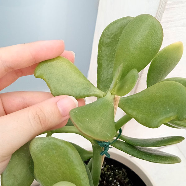 園芸ネット本店｜金のなる木：五縁の星（ゴエンノホシ）4号鉢植え 2株