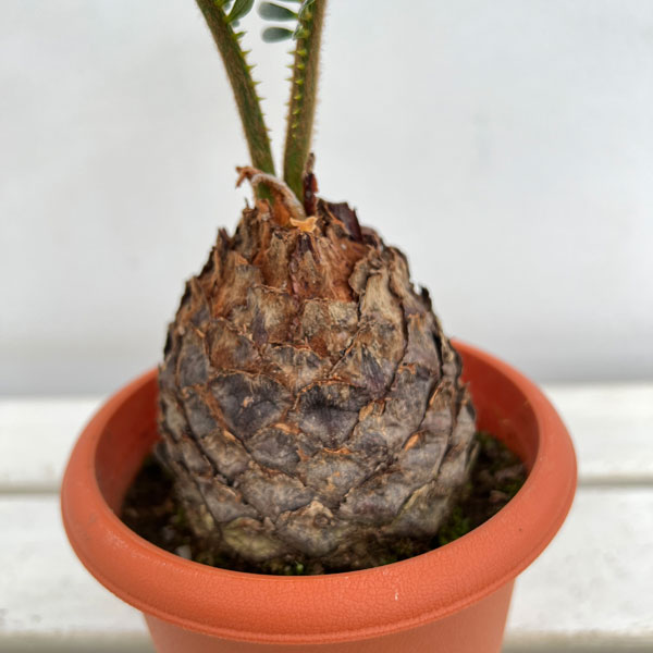 園芸ネット本店｜ソテツ（蘇鉄）4号鉢植え の通販【公式】