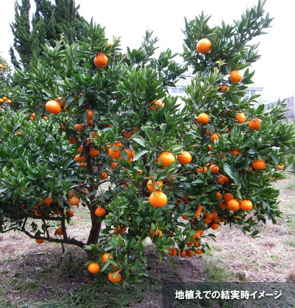 園芸ネット本店｜ミカン：温州みかん うえのわせ（上野早生）4-5号