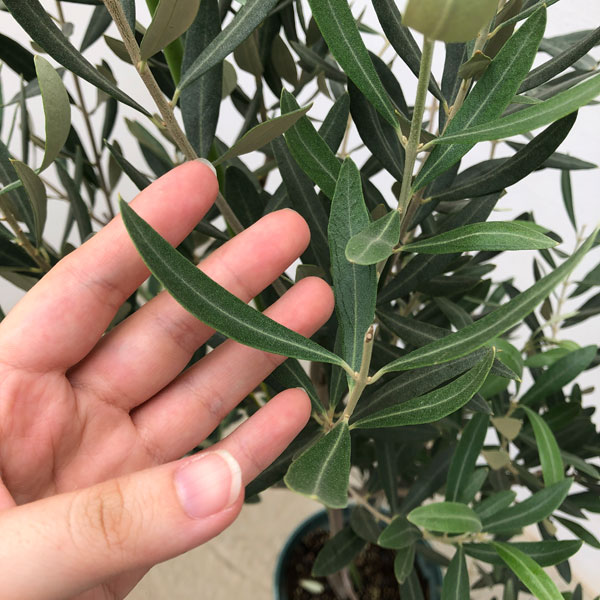 園芸ネット本店｜オリーブ：カロレア 8号鉢植え の通販【公式】