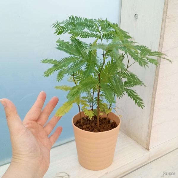 園芸ネット本店｜エバーフレッシュ（実生苗） 3.5号鉢入り 4株セット