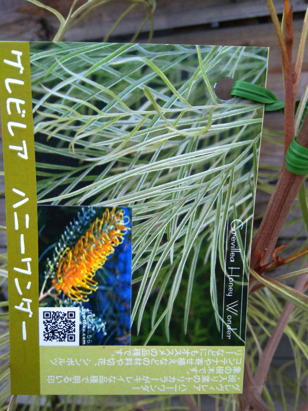 園芸ネット本店｜グレビレア：ハニーワンダー 5号鉢植え の通販【公式】