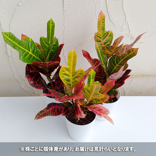 園芸ネット本店｜クロトン：エクセレント 4号鉢入り の通販【公式】