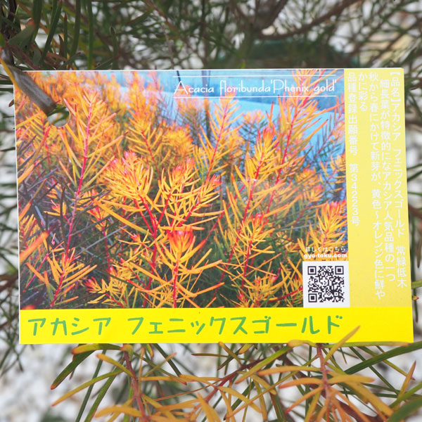 園芸ネット本店｜アカシア：フロリバンダフェニックスゴールド4号