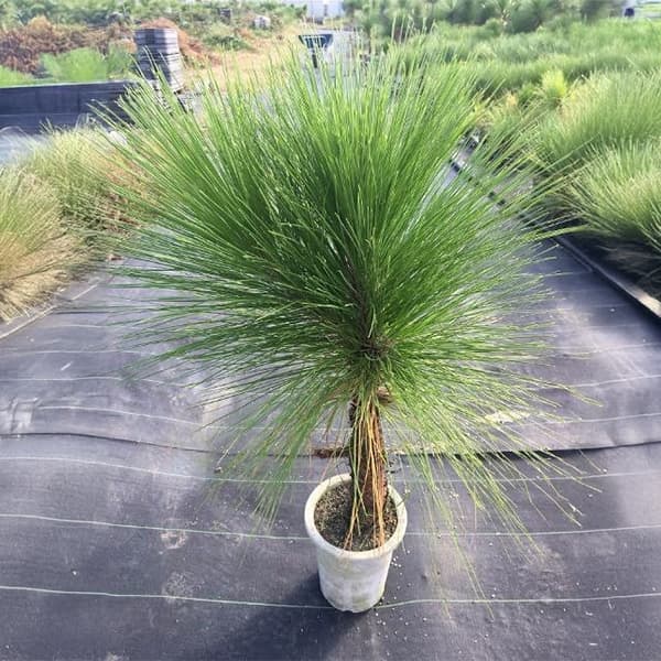 園芸ネット本店｜ダイオウショウ（大王松）5号鉢植え の通販【公式】