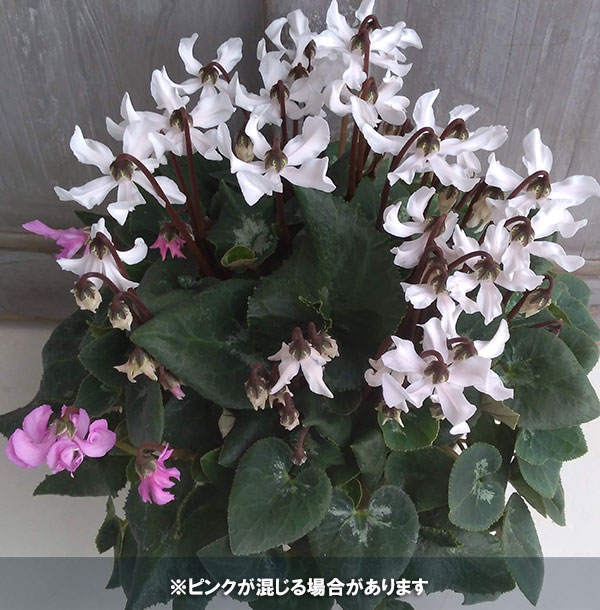 園芸ネット本店｜シクラメン：天使のはねホワイト系5号鉢 の通販【公式】