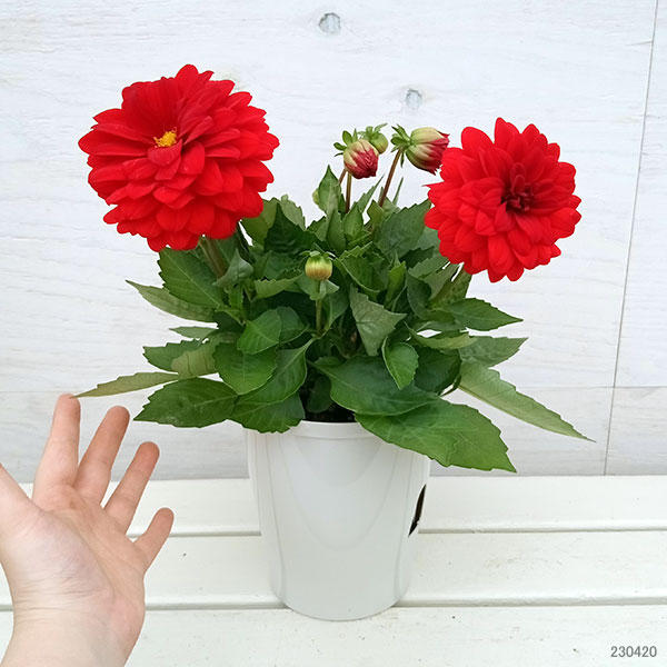園芸ネット本店｜ダリア：ダリーニャマキシ トピア 5号鉢植え の通販