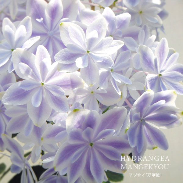 園芸ネット本店｜アジサイ：万華鏡（まんげきょう） ブルー 5号鉢植え