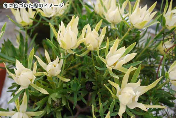 園芸ネット本店｜リューカデンドロン：ファイヤーグロー5号鉢植え の