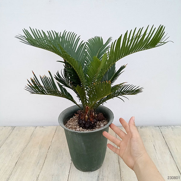 園芸ネット本店｜ソテツ：金環ソテツ 6号鉢植え の通販【公式】