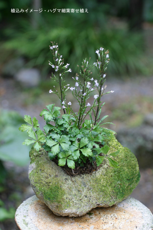 園芸ネット本店｜山野草鉢：さつま軽石鉢 3Lサイズ（4号苗用・寄せ植え