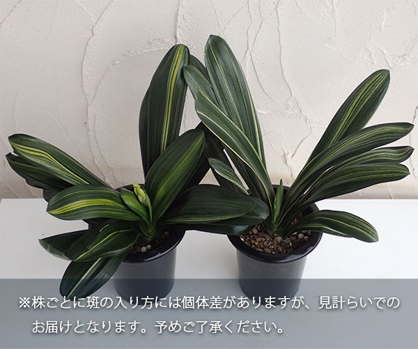 園芸ネット本店｜斑入り君子蘭（フイリクンシラン）6号鉢植え の通販