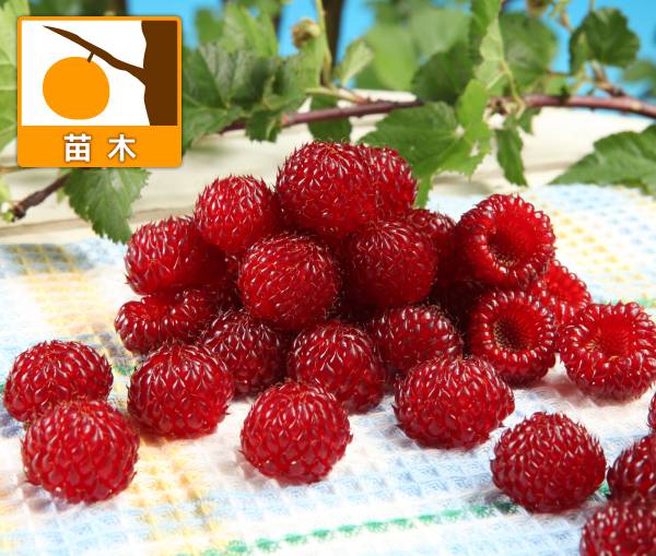 園芸ネット本店｜ラズベリー：レッドドリーム（超大王）4～5号ポット