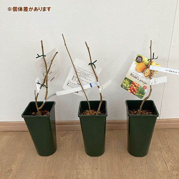 園芸ネット本店｜ヘーゼルナッツ（西洋ハシバミ）：ウェブズプライズ4