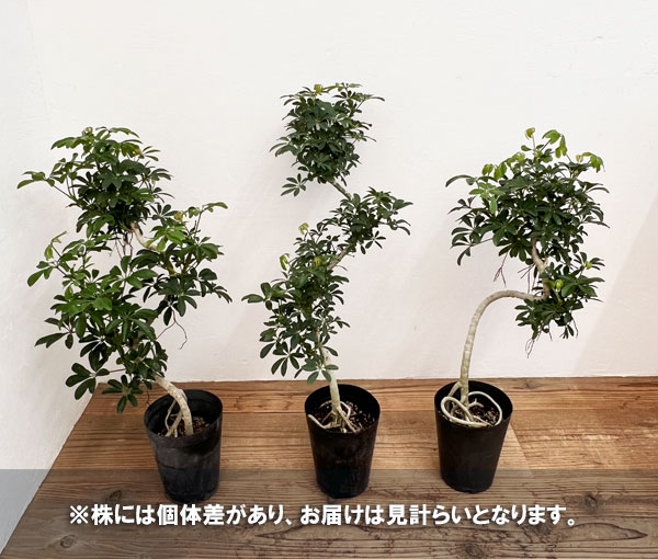 園芸ネット本店｜シェフレラ：コンパクタ5号ポット の通販【公式】
