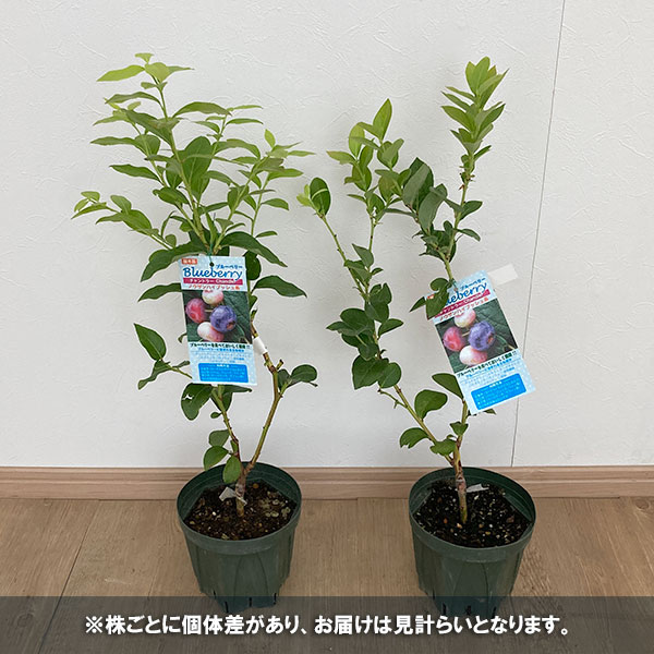 園芸ネット本店｜ブルーベリー（ハイブッシュ系）：チャンドラー接木苗