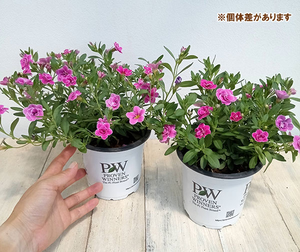 園芸ネット本店｜カリブラコア：スーパーベル ダブルピンクリップル4号