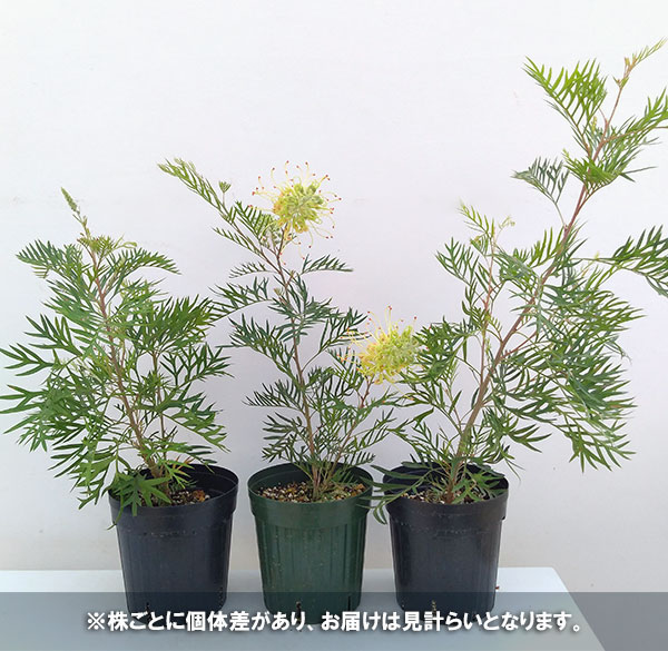 園芸ネット本店｜グレビレア：ピーチズアンドクリーム 6号鉢植え の