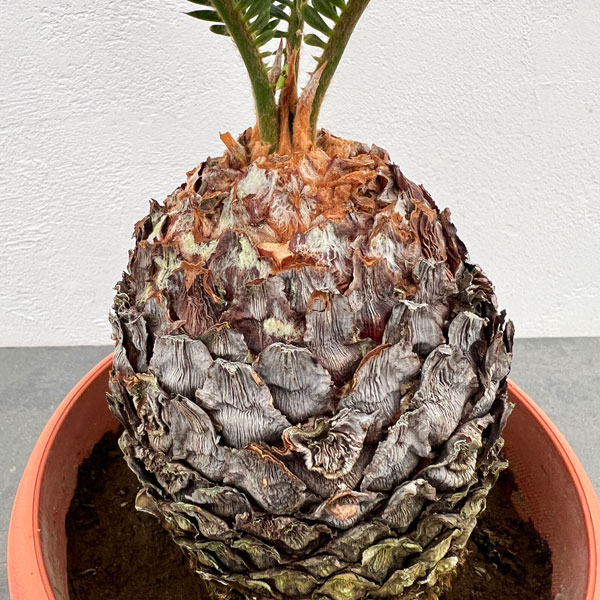 園芸ネット本店｜ソテツ：年季の入ったソテツ（蘇鉄）5号鉢植え の通販