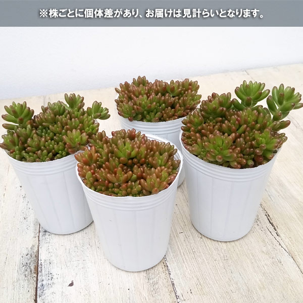 園芸ネット本店｜セダム：虹の玉2.5号ポット の通販【公式】