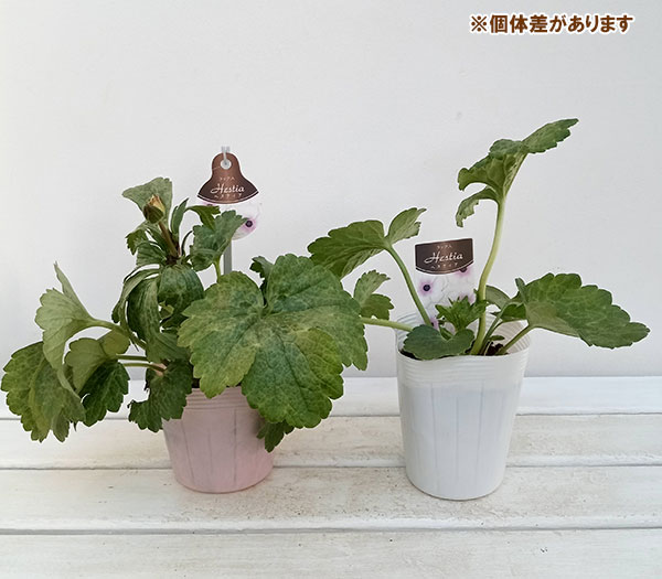 園芸ネット本店｜ラナンキュラス：ラックス ヘスティア3.5-4号ポット