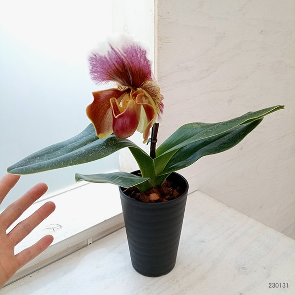 園芸ネット本店｜パフィオペディルム：整形花 赤茶大輪系点無し3.5号