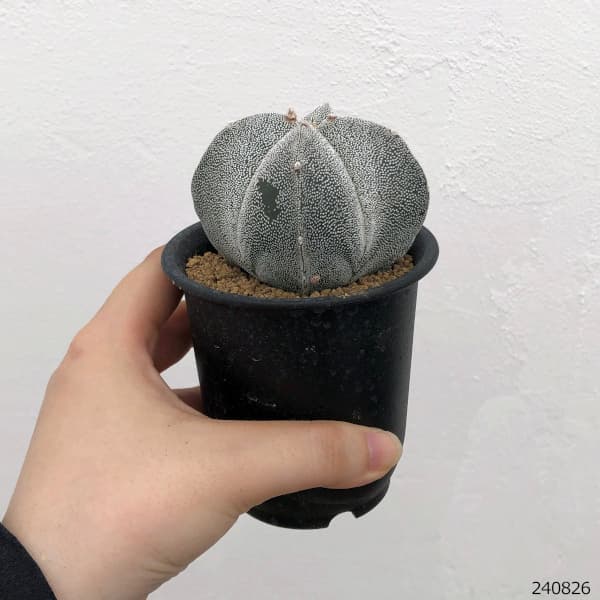 園芸ネット本店｜アストロフィツム：四角ランポー玉 3号鉢植え の通販