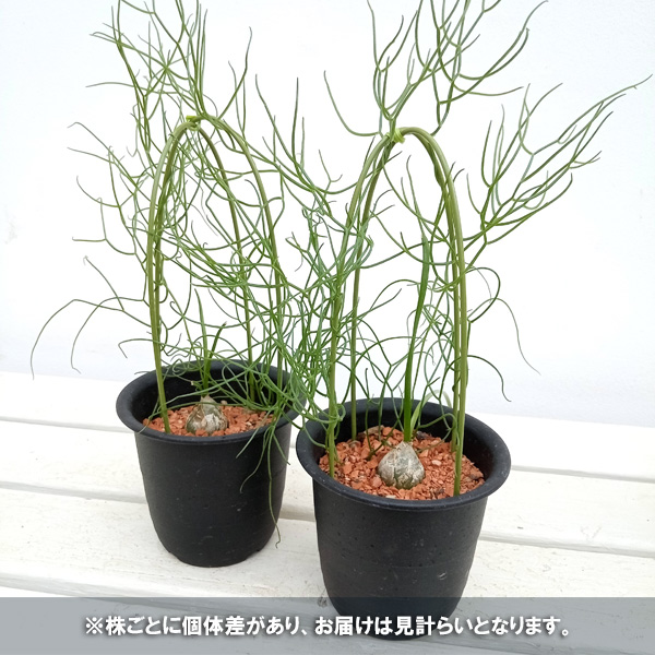 園芸ネット本店｜ソウカクデン 3号鉢植え の通販【公式】