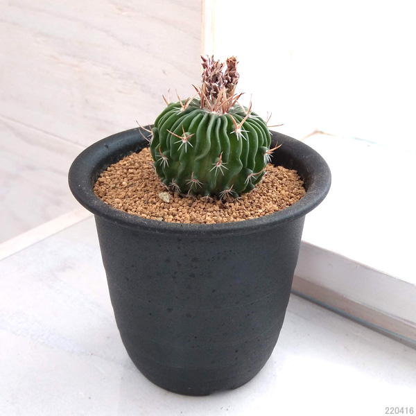 園芸ネット本店｜サボテン：エキノフォスロカクタス縮玉 3号鉢植え の