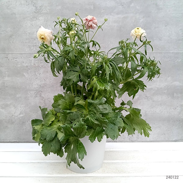 園芸ネット本店｜ラナンキュラス：ラックス アリアドネ6号鉢植え の