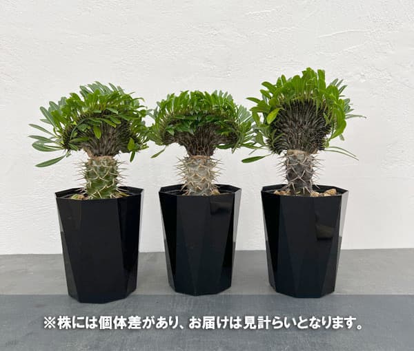 園芸ネット本店｜パキポディウム：ラメリー（綴化接木）4号鉢植え の