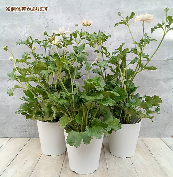 園芸ネット本店｜ラナンキュラス：ラックス メリッサ5号鉢植え の通販