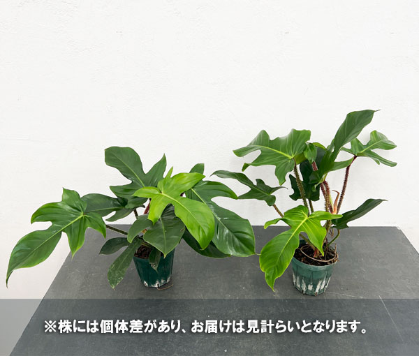 園芸ネット本店｜フィロデンドロン：スクアミフェルム 3.5号硬質ポット