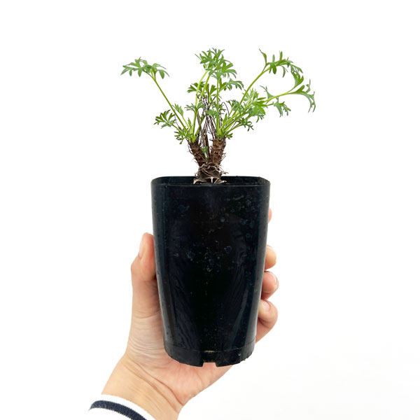 園芸ネット本店｜ペラルゴニウム：ヒストリクス 2.5号鉢植え の通販