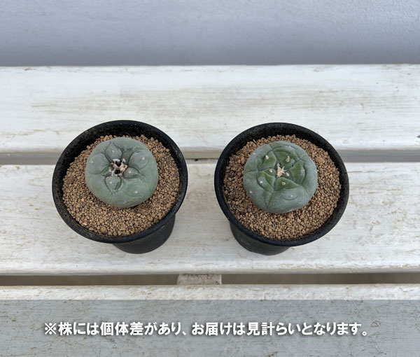 園芸ネット本店｜サボテン：ロフォフォラ 銀冠玉（ぎんかんぎょく
