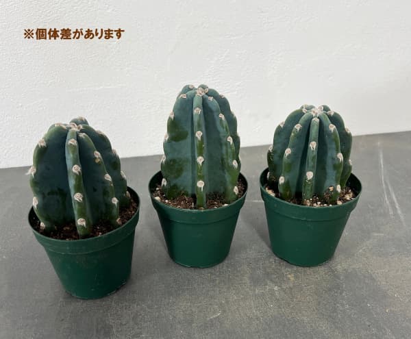 園芸ネット本店｜サボテン：ハシラサボテン 3号硬質ポット の通販【公式】