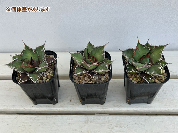 園芸ネット本店｜アガベ：チタノタ シーザー 3.5号ロングポット の通販