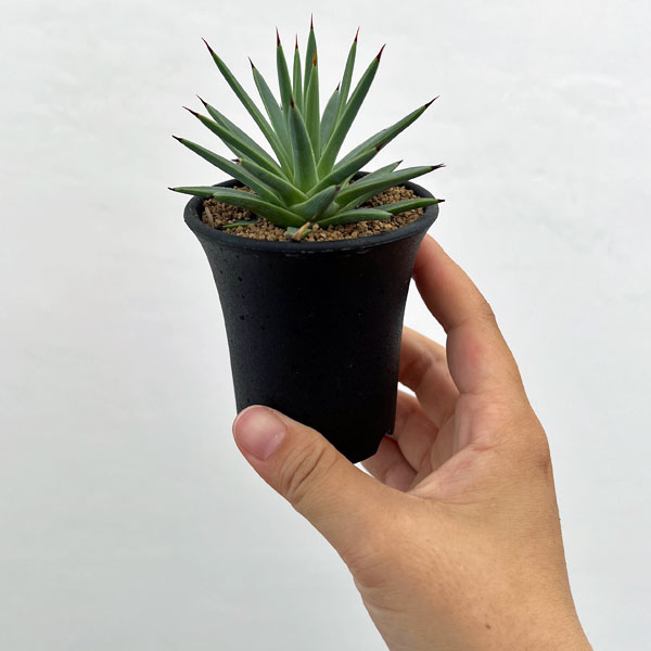 園芸ネット本店｜アガベ：ストリクタ（吹上・ふきあげ）2.5号鉢植え の